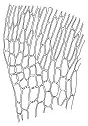 Campyliadelphus polygamus, alar cells. Drawn from S.P. Courtney s.n., 20 Dec. 1986, CHR 106653.
 Image: R.C. Wagstaff © Landcare Research 2014 